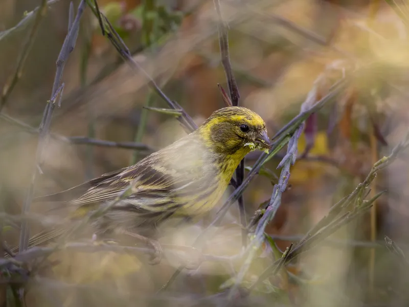 Serín verdecillo (Serinus serinus) - Fotografia de fauna. SMFotos, fotografía de fauna salvaje en España.