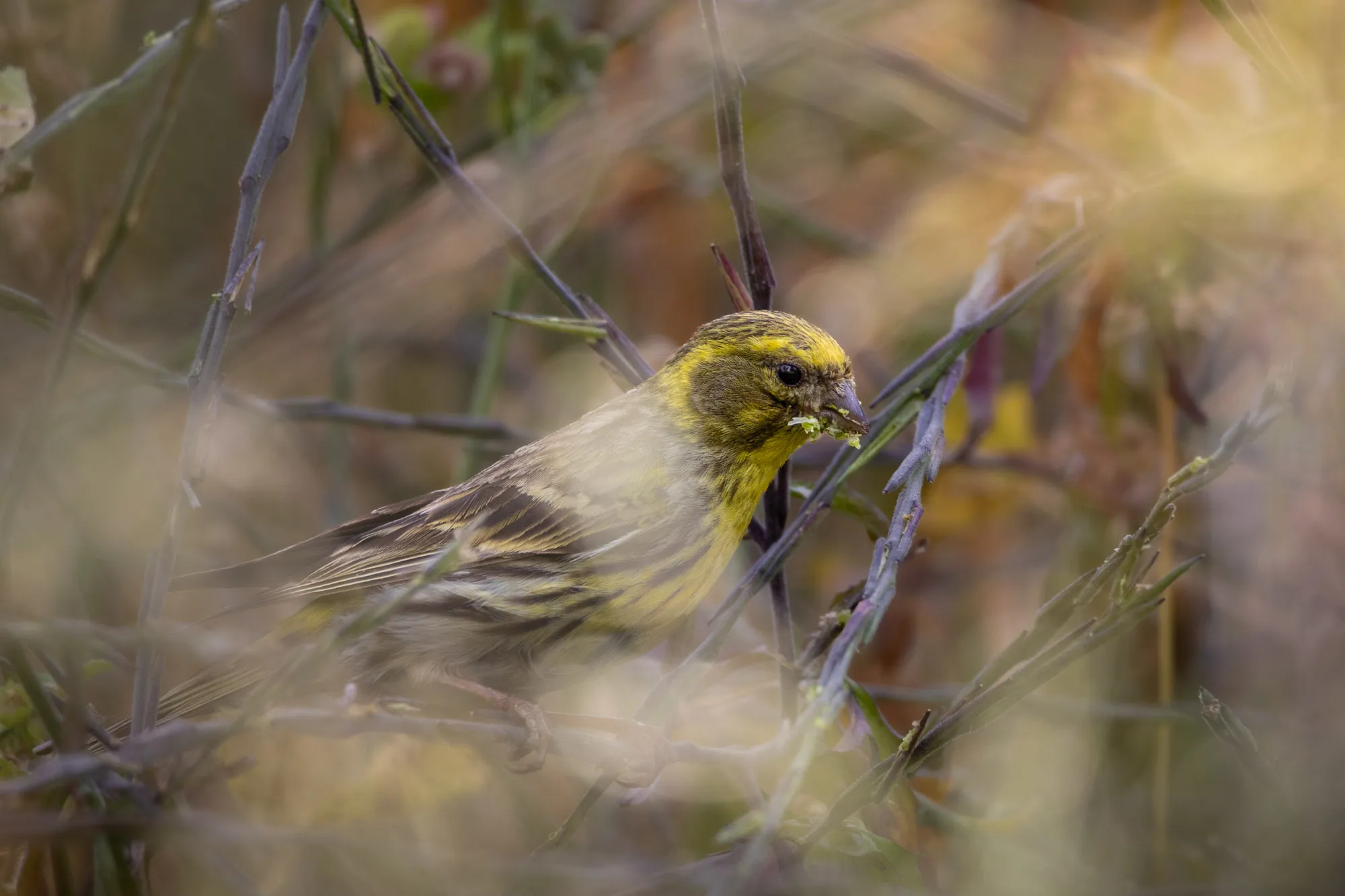 Fotografía de naturaleza: serin verdecillo