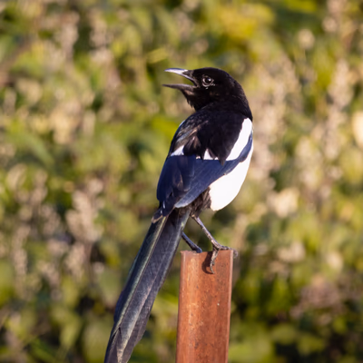Urraca común (Pica pica) - Fotografia de fauna. SMFotos, fotografía de fauna salvaje en España.