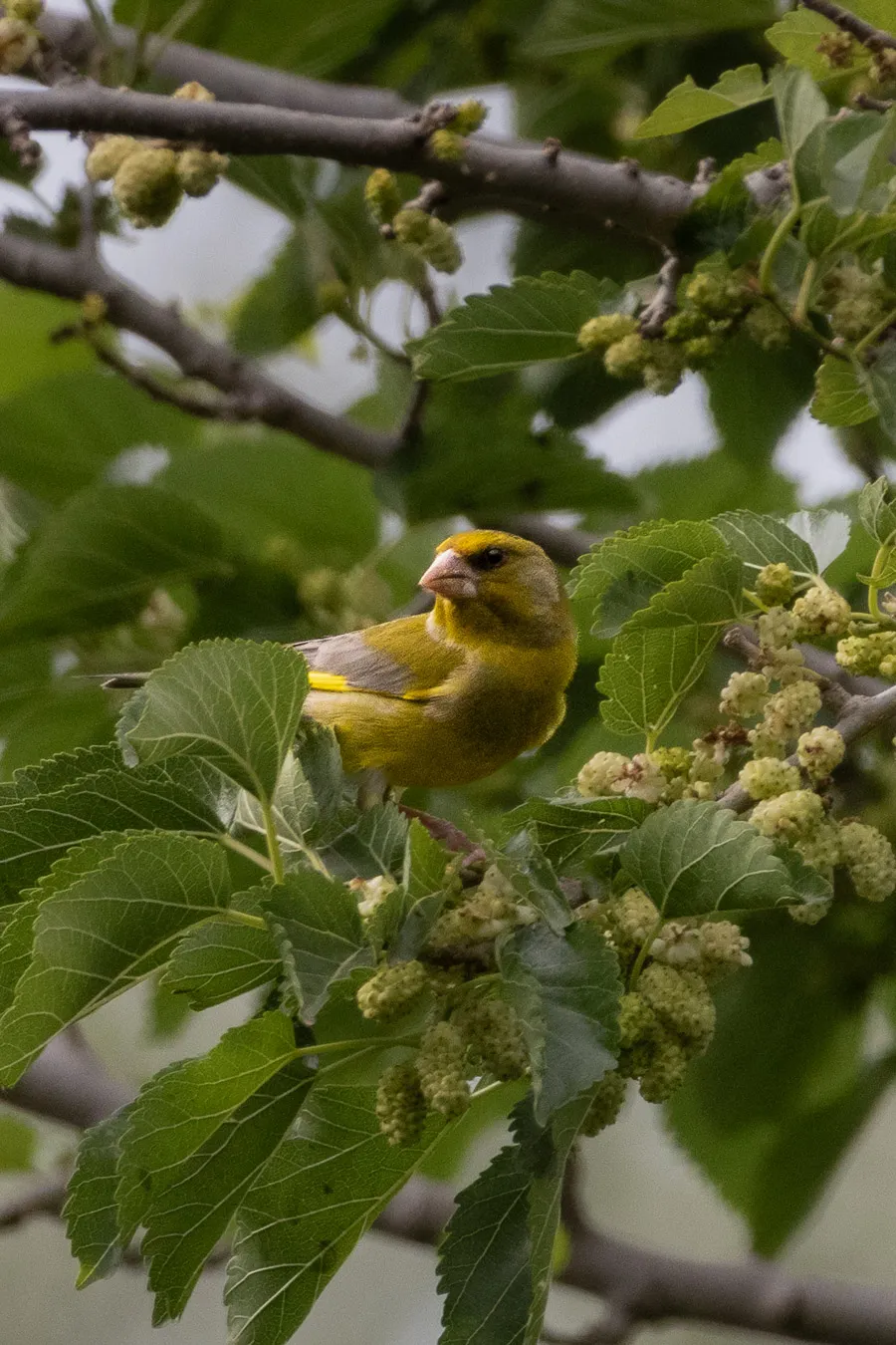 Verderón con su característico plumaje verde amarillento