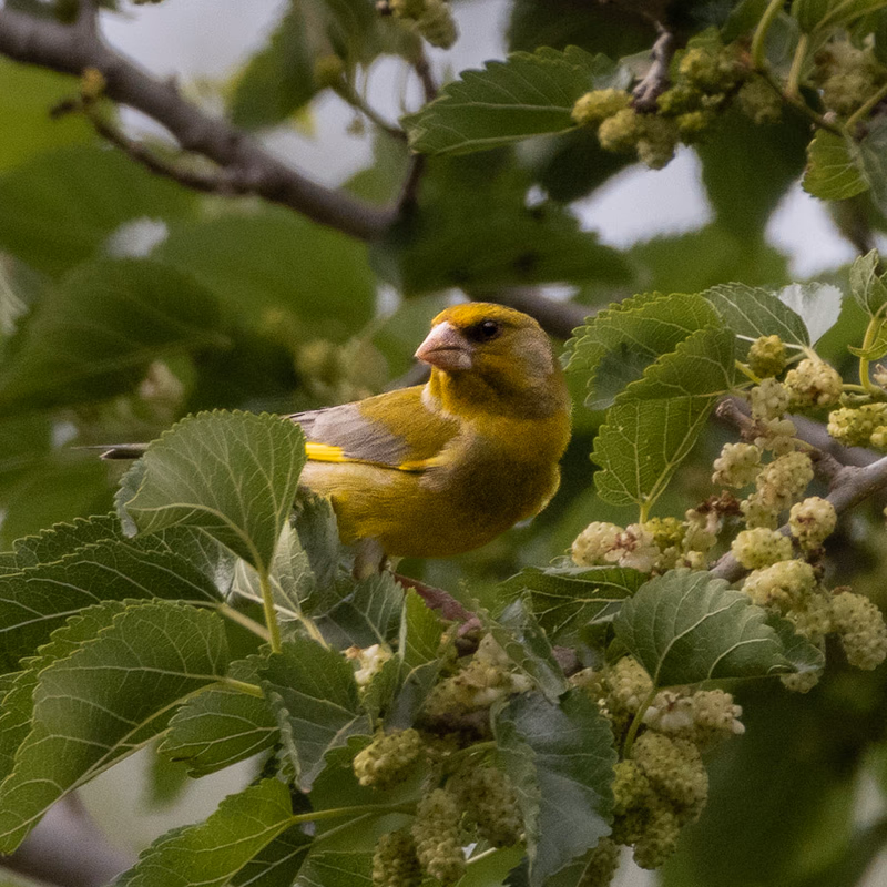 Verderón con su característico plumaje verde amarillento